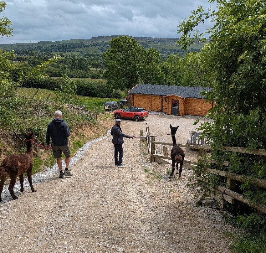 Naze View Farm Alpaca Experience-Whaley Bridge必去景点