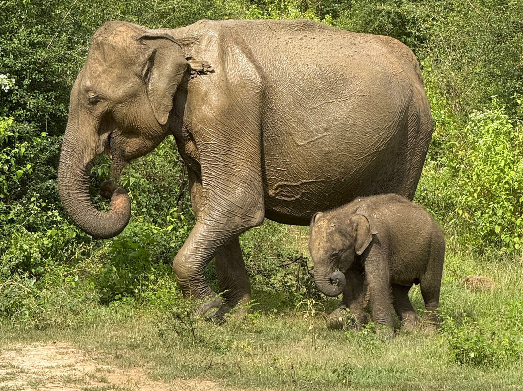 Safari in Sri Lanka-Hambantota必去景点