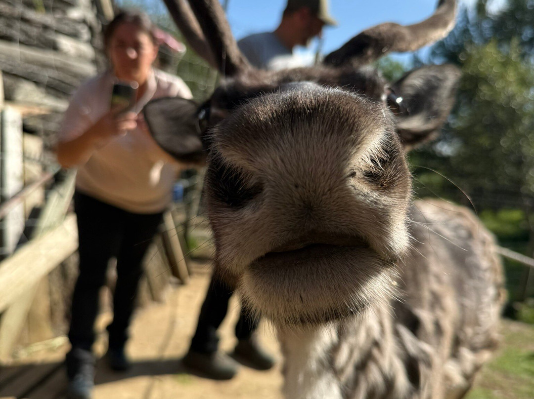 Reindeer Park / Hreindýragarðurinn-Fellabaer必去景点