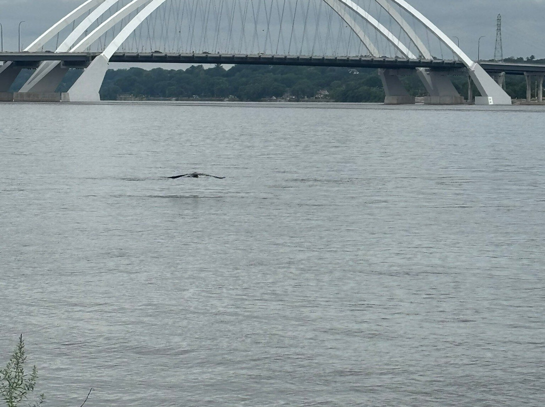 Celebration River Cruises-莫林必去景点