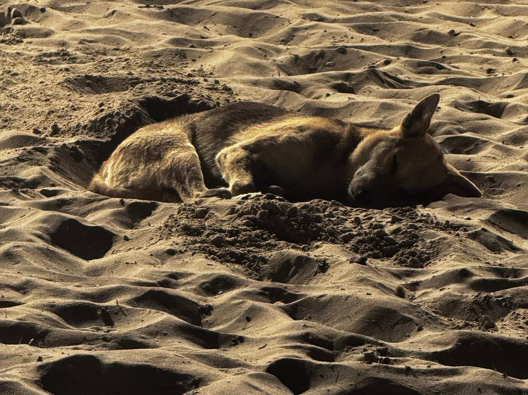 Plage de Sidi Mahrez-Playa Sidi Mehrez必去景点