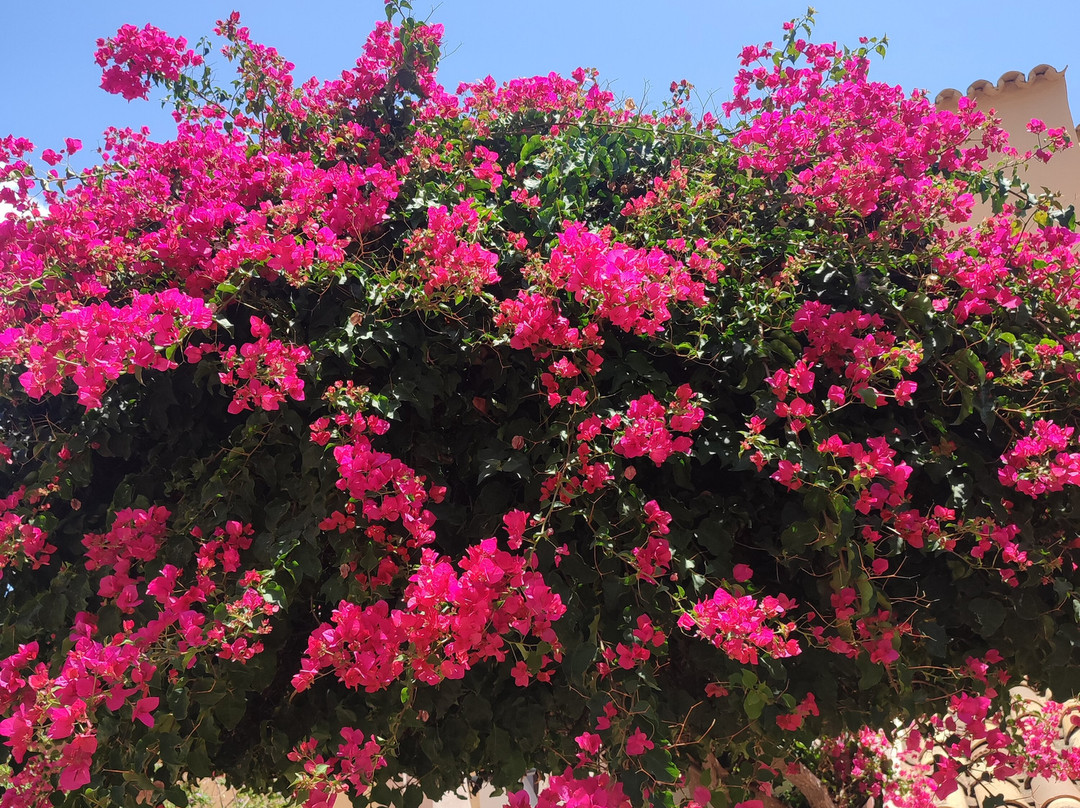 Camp de Mar Beach-Camp De Mar必去景点