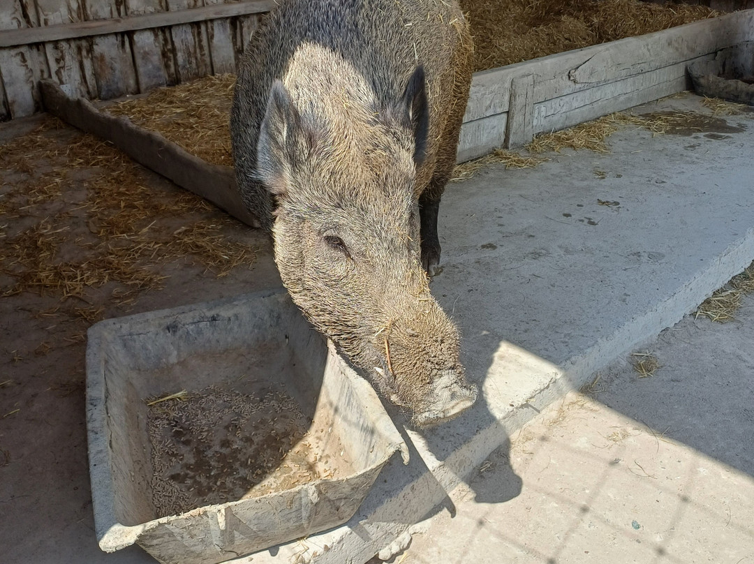 Rendez-vous en Terre Animale-Sury-aux-Bois必去景点
