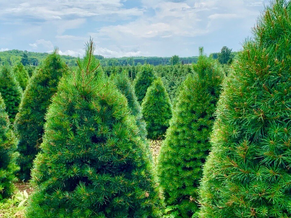 Dutchman Tree Farm-Manton必去景点