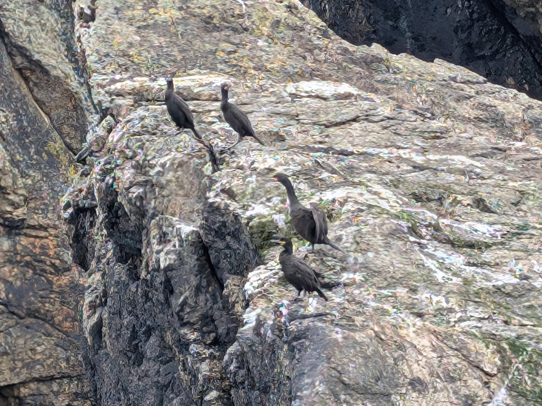 Aquaphobia Ramsey Island Power Boats-St. Davids必去景点