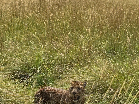 Daniel Korinko Safari-纳罗克必去景点