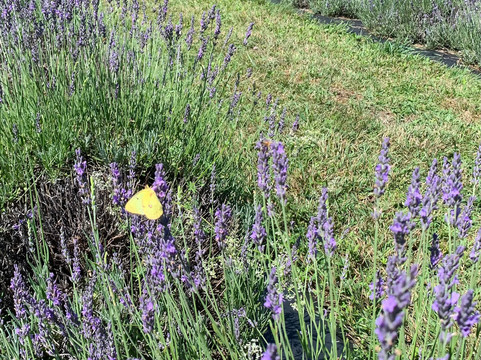 Spring Creek Lavender-Remsen必去景点