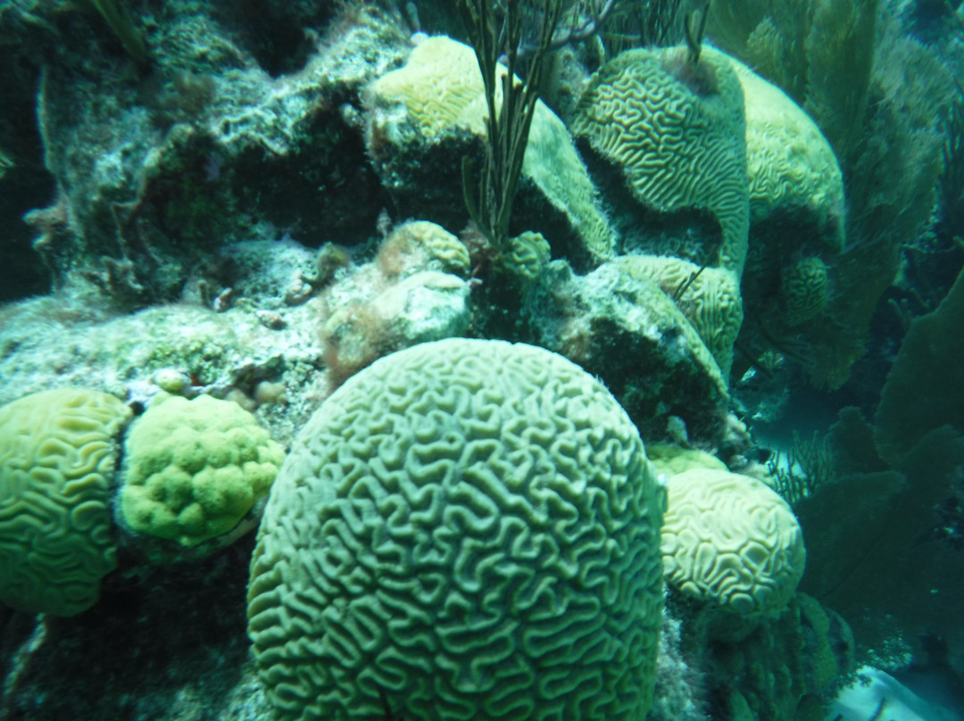 Blue Water Divers & Watersports-Sandys Parish必去景点