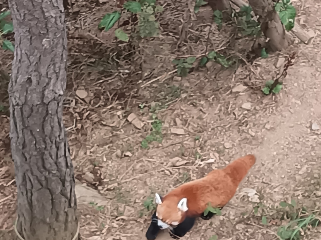 Parc Animalier d'Auvergne-Ardes必去景点