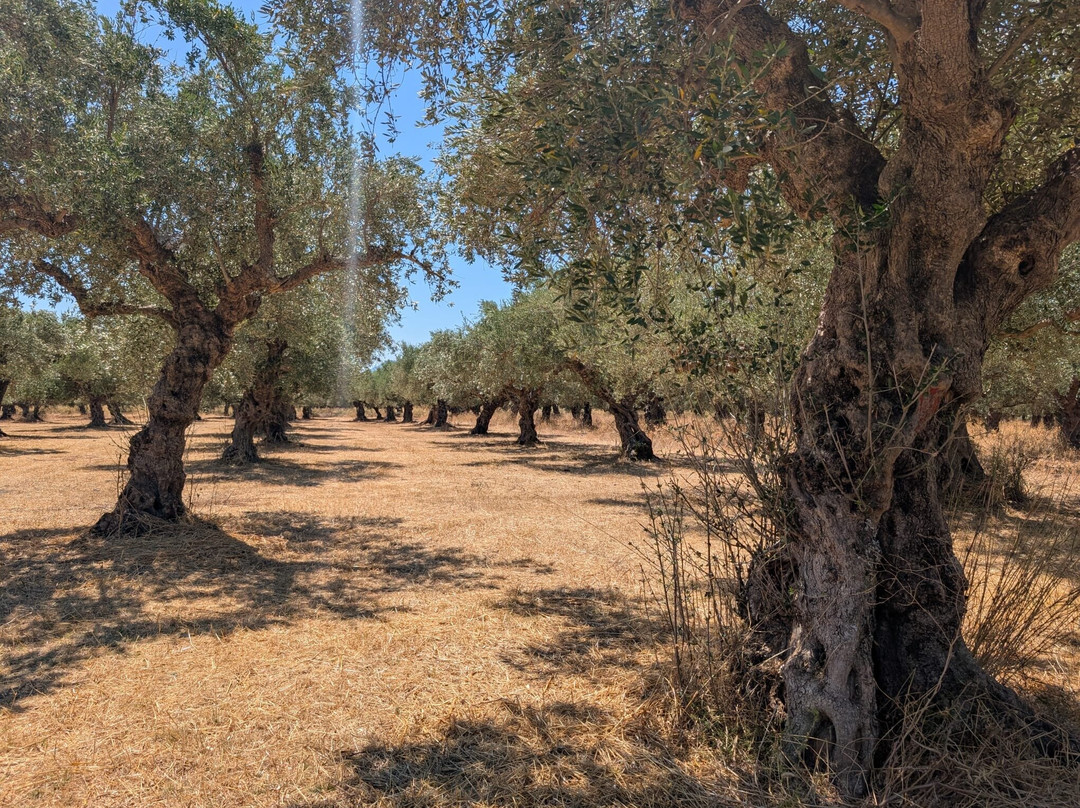 Ben Olive Mill-卡拉马塔必去景点