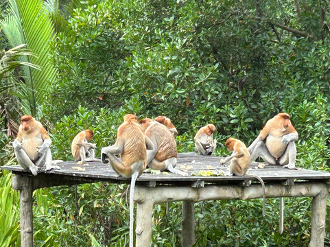 Sepilok Tropical Wildlife Adventure-山打根必去景点