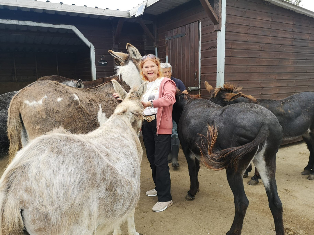 Barnhill Donkeys Retreat Sleagill-Sleagill必去景点