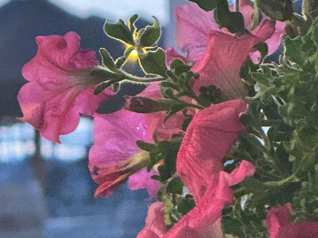 Il Paguro-Calambrone必去景点