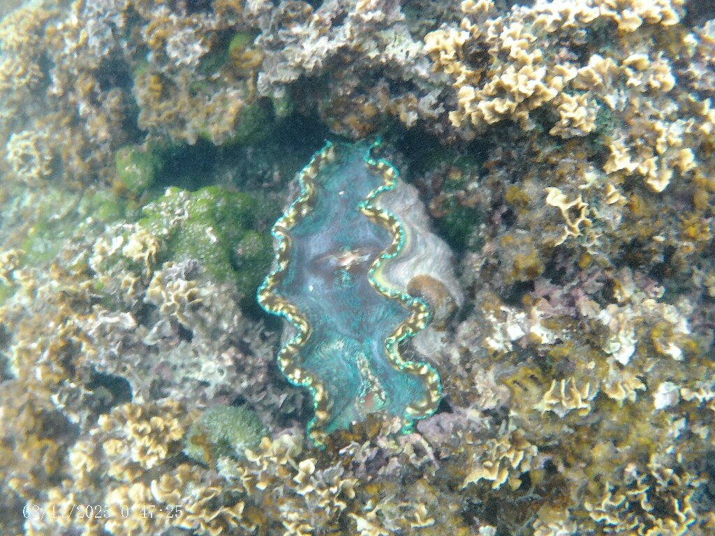 Giant Clam Sanctuary-Savaia必去景点