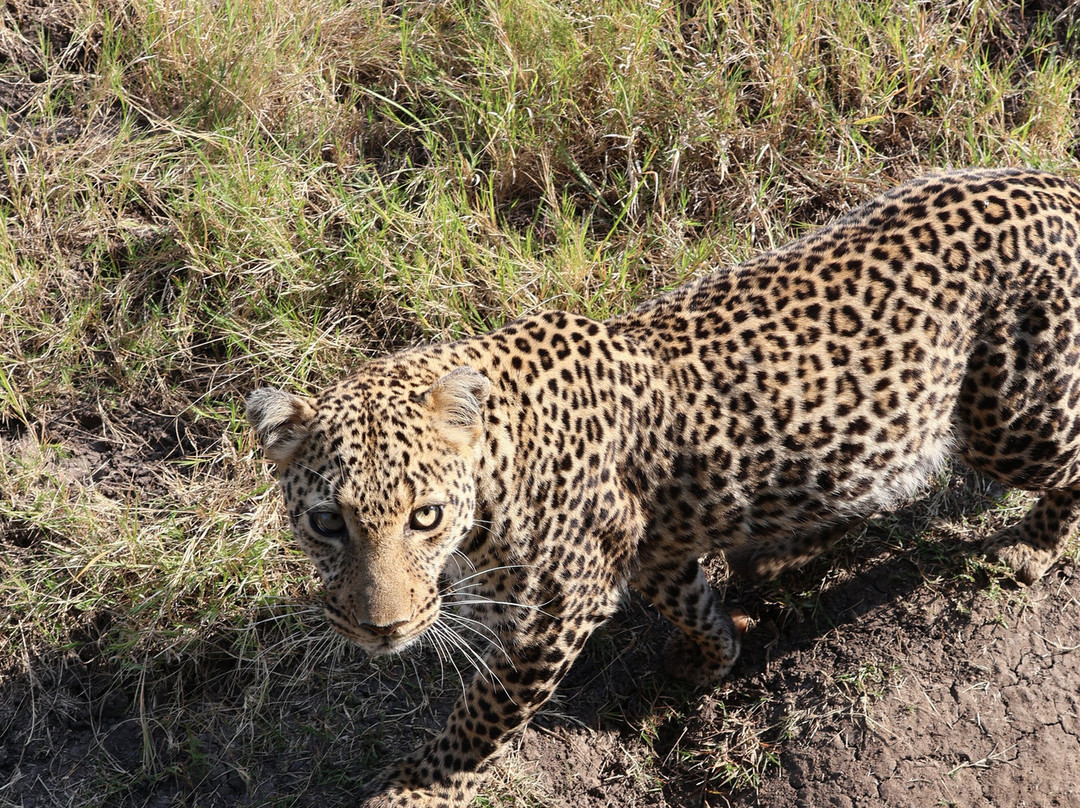 Oloip Safaris-内罗毕必去景点