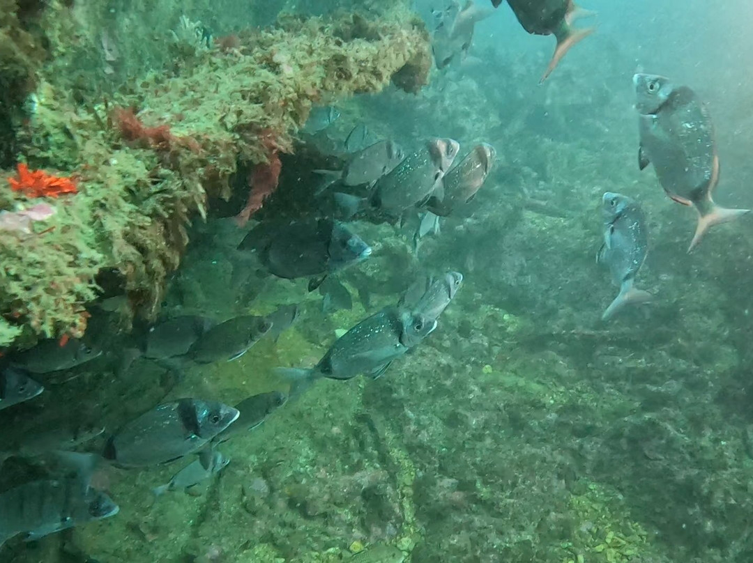 Mega Dive - Actividades Turisticas-塞新布拉必去景点