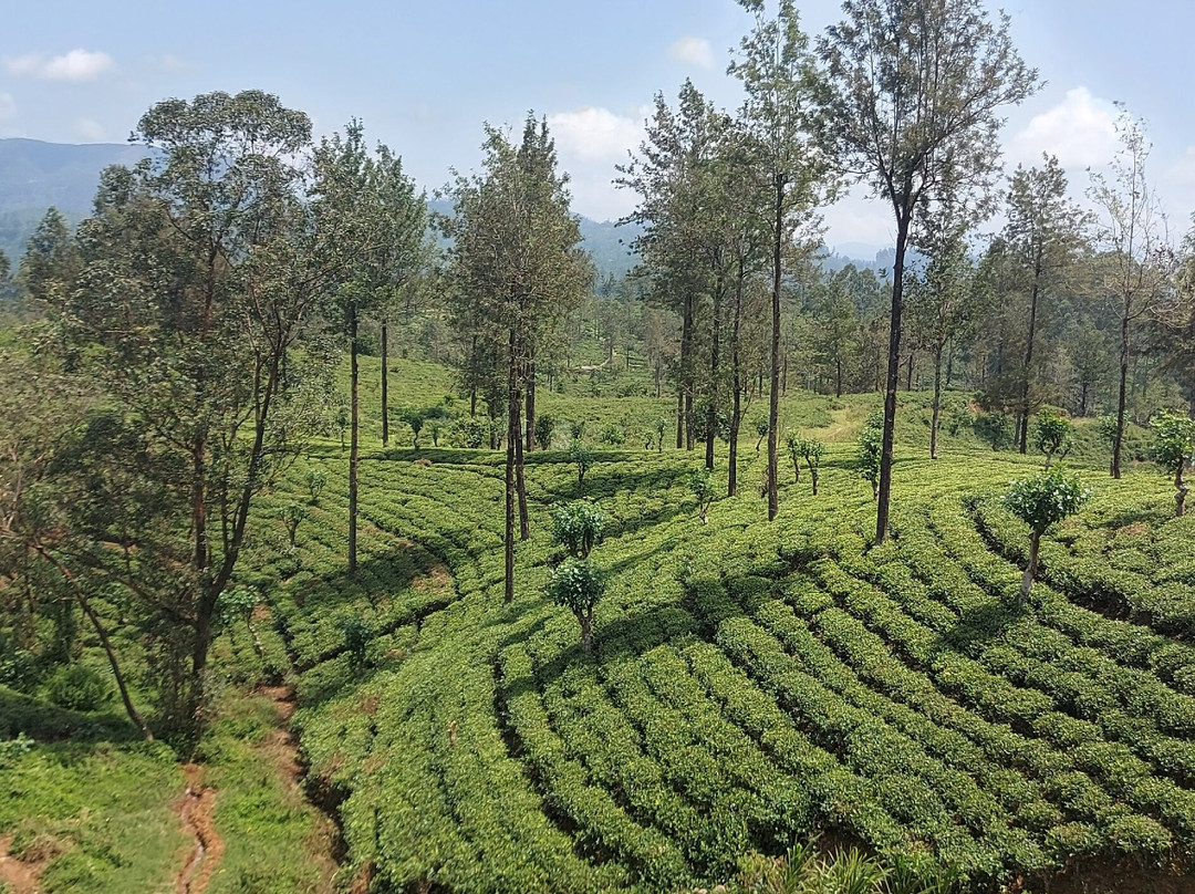 Piyara Tours-Kotugoda必去景点