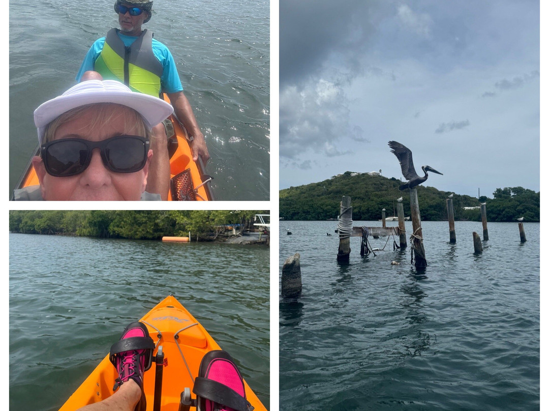 Virgin Kayak Tours-圣克鲁斯必去景点