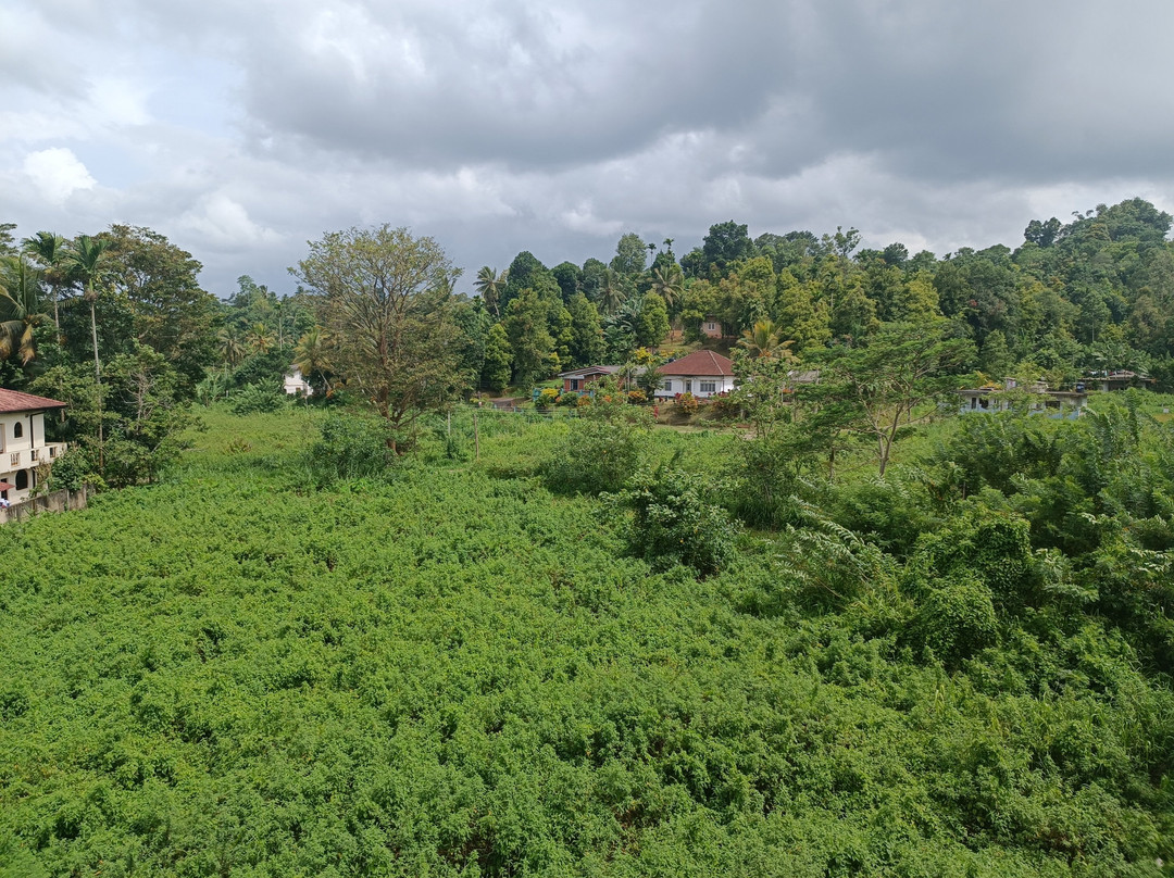 Kurugama Tea Factory-康提必去景点