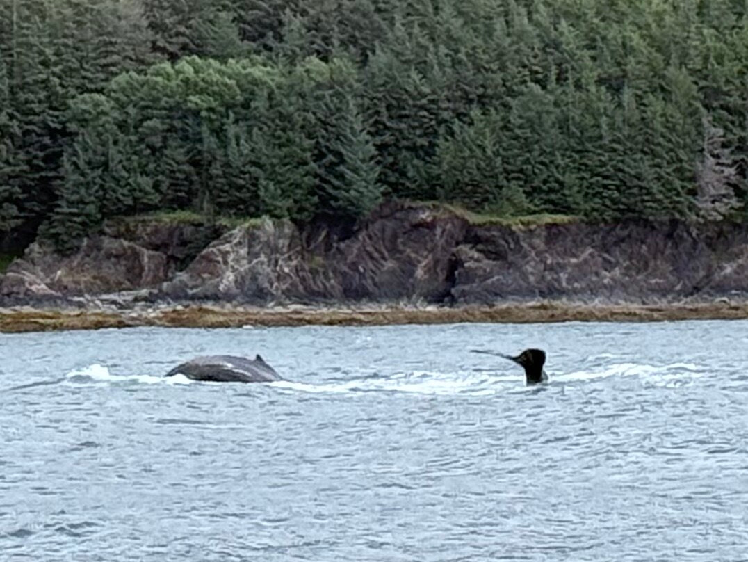 Juneau Lighthouse Tours-朱诺必去景点