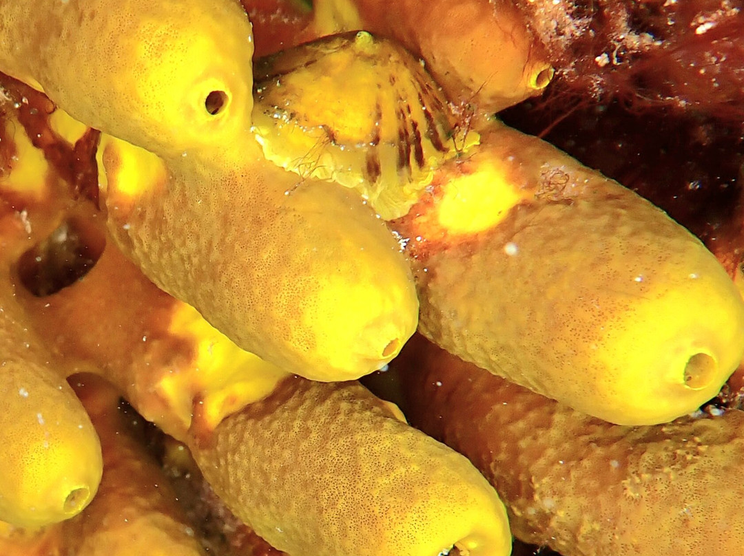 Buceo La Graciosa-Caleta de Sebo必去景点