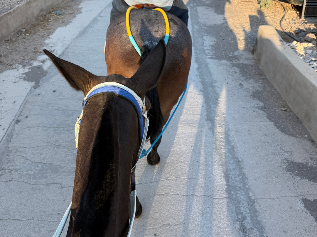 Maris Horseriding Santorini-费拉必去景点