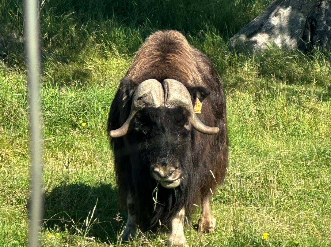 Musk Ox Farm-帕尔默必去景点