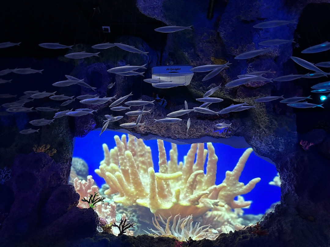Jakarta Aquarium & Safari-雅加达必去景点