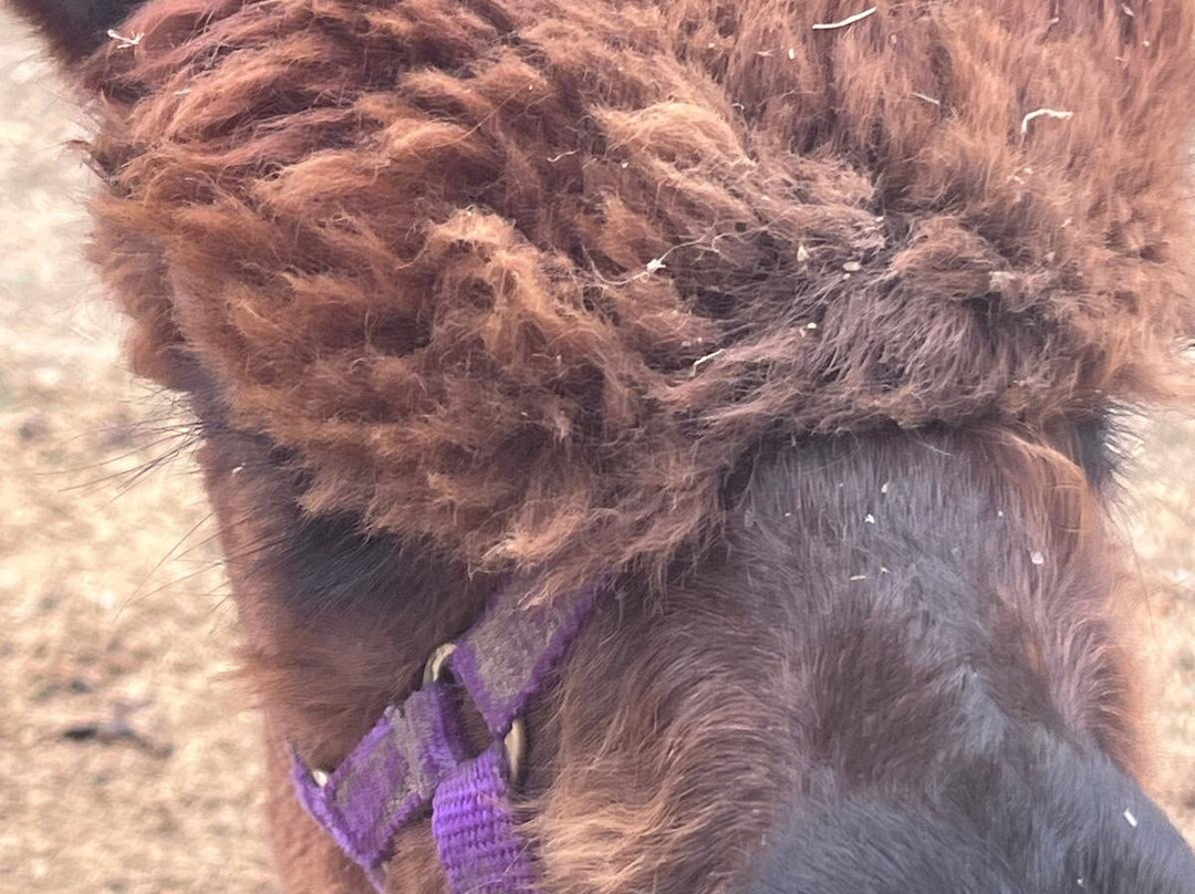 Lucky Tails Alpaca Farm-Atherstone必去景点