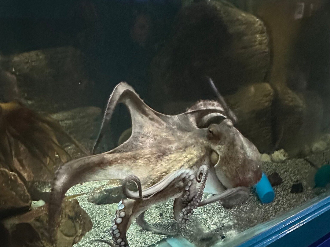 Ilfracombe Aquarium-伊尔弗勒科姆必去景点