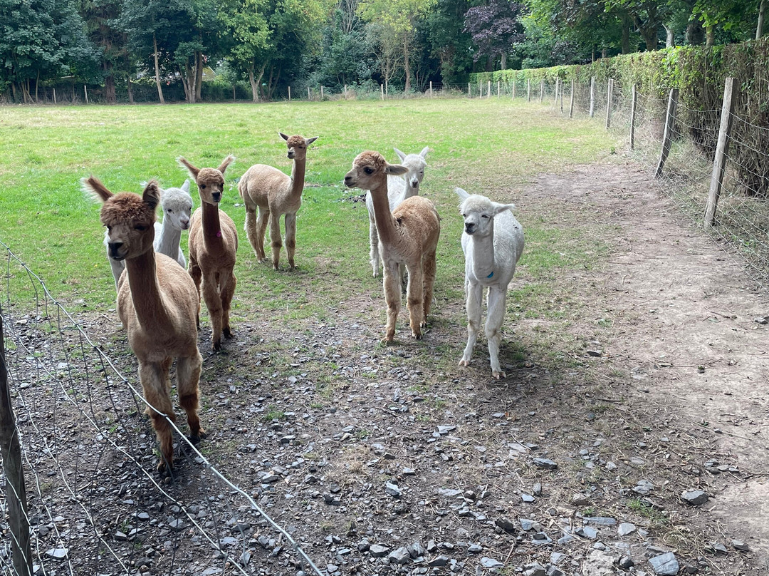Alpaga Normandie - Animaux Miniatures-巴约必去景点