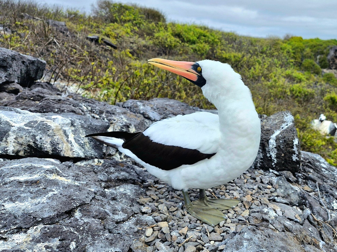 Punta Suarez-Espanola必去景点