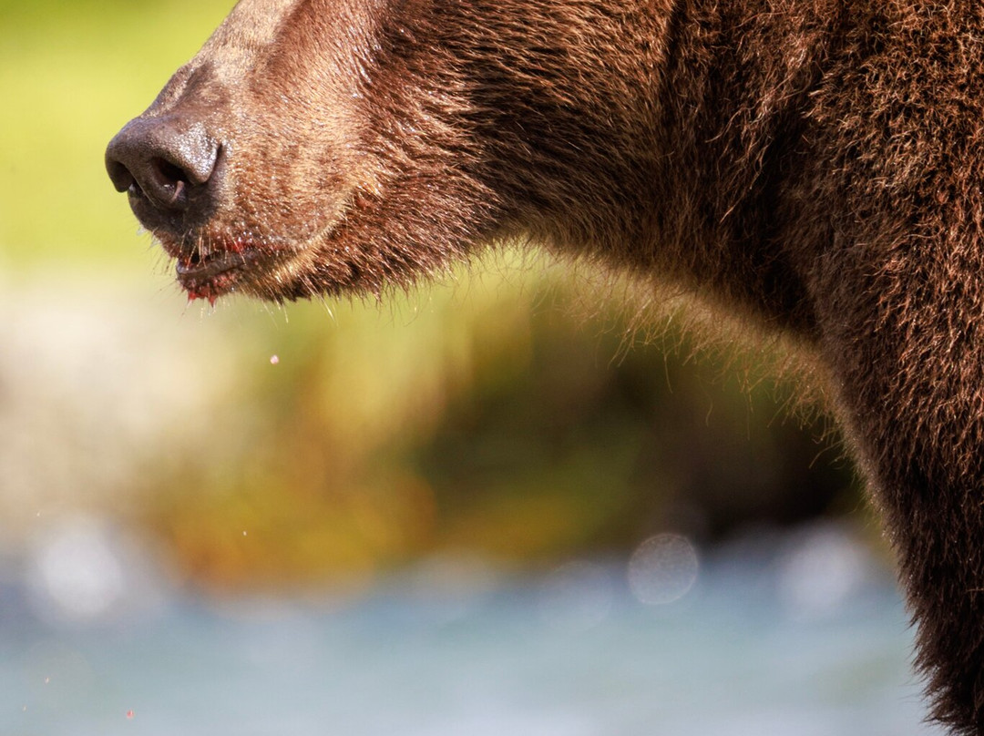 Alaska Ultimate Safaris-荷马必去景点