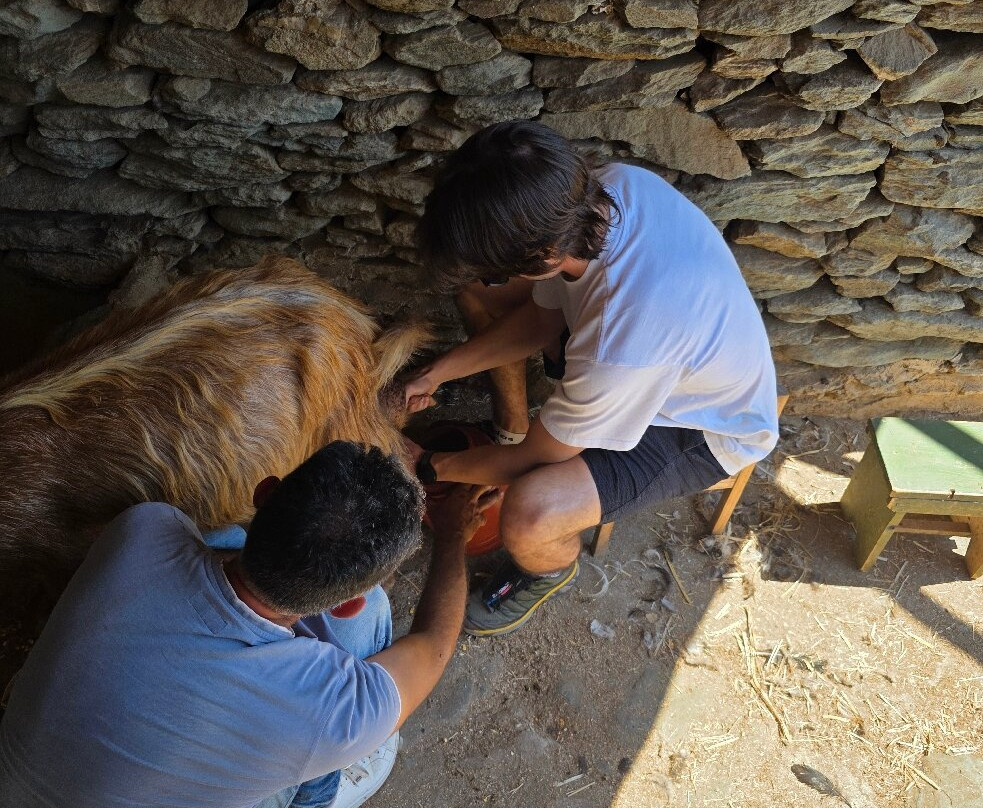 Loumidis Family Farm-Apollonia必去景点