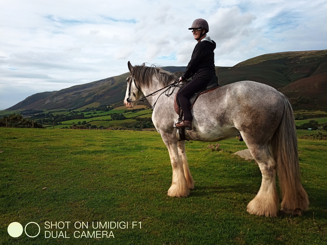 Cumbrian Heavy Horses-Millom必去景点
