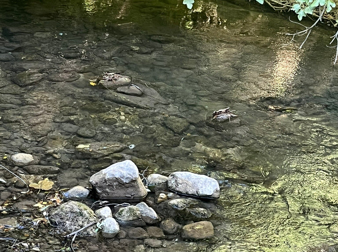 Sendero Rio Majaceite-El Bosque必去景点