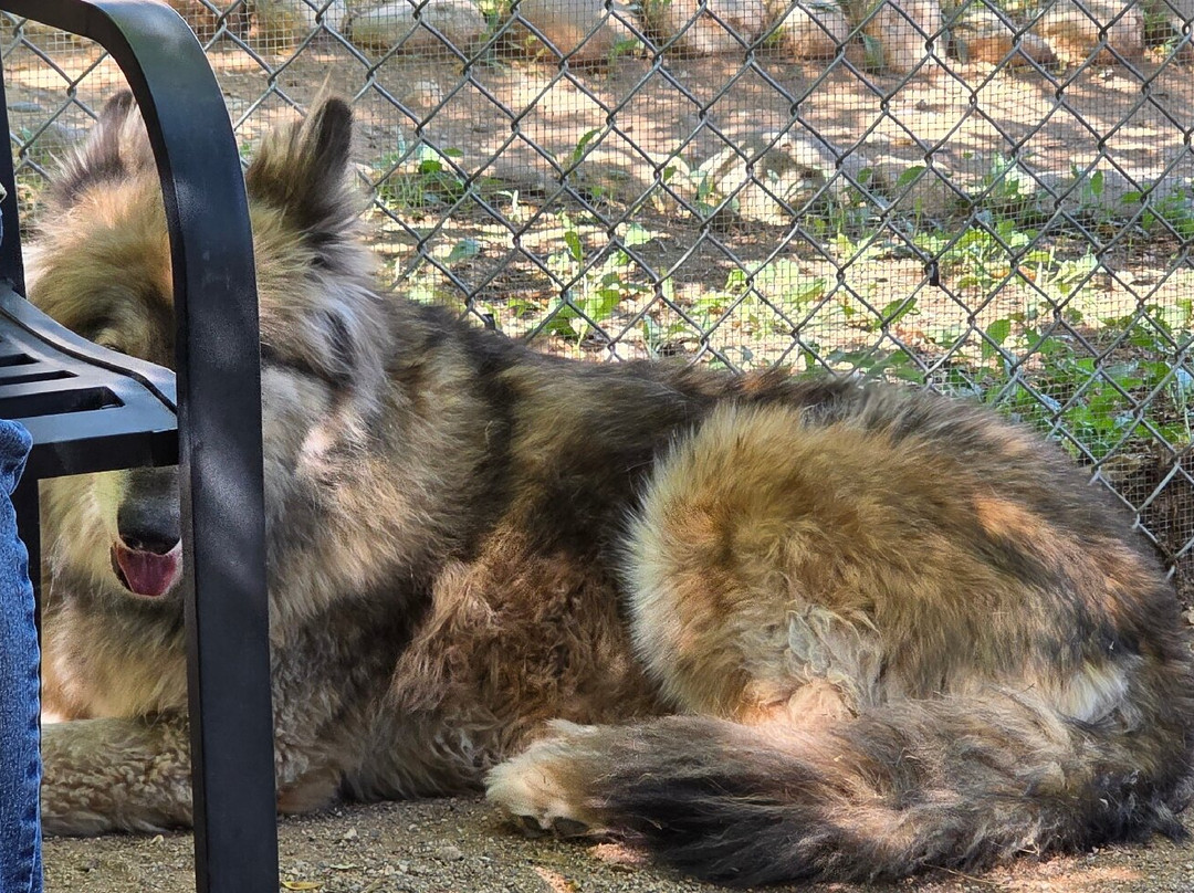 Sedona Wolf Sanctuary-Rimrock必去景点