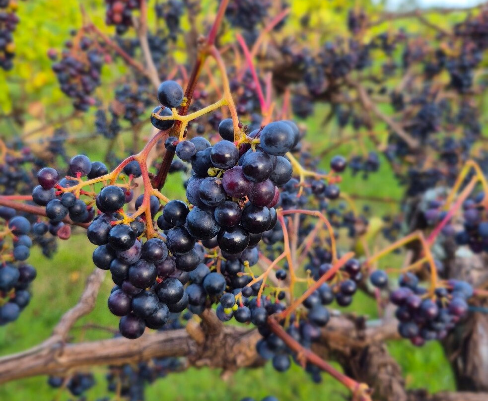 Jabajak Vineyard & Restaurant with Rooms主图