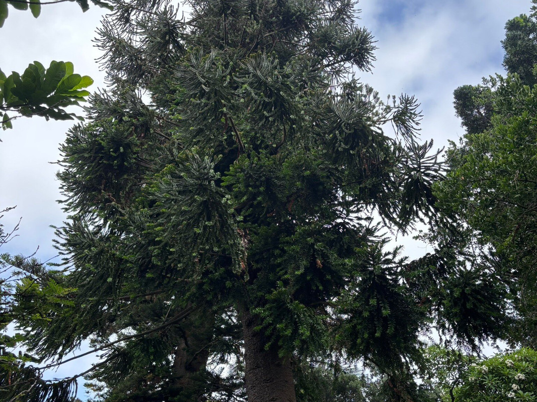 Botanischer Garten-德拉克鲁兹索尔港必去景点