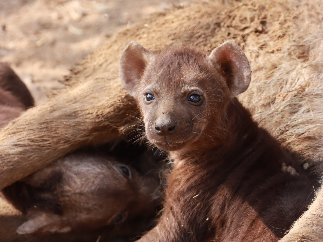 Mbombela Experience Tours and Safaris-尼斯普鲁特必去景点