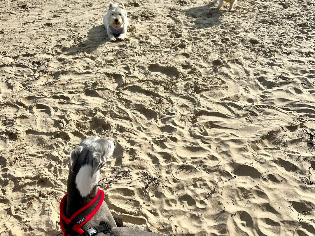 Sandbanks Beach-普尔必去景点