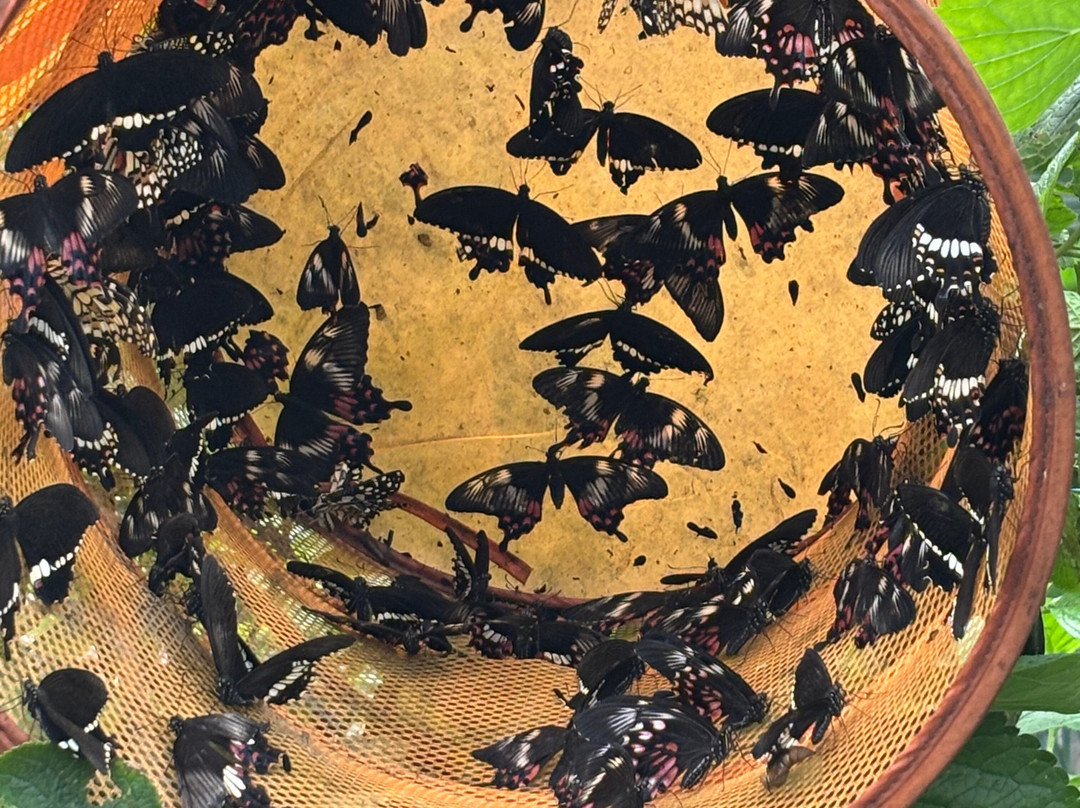 Bannerghatta Biological Park-班加罗尔必去景点