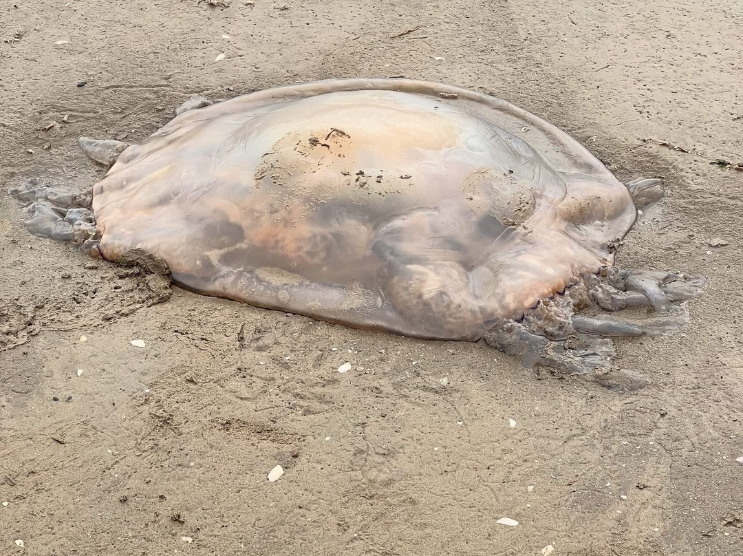 Antony Gormley's Another Place-克罗斯比必去景点