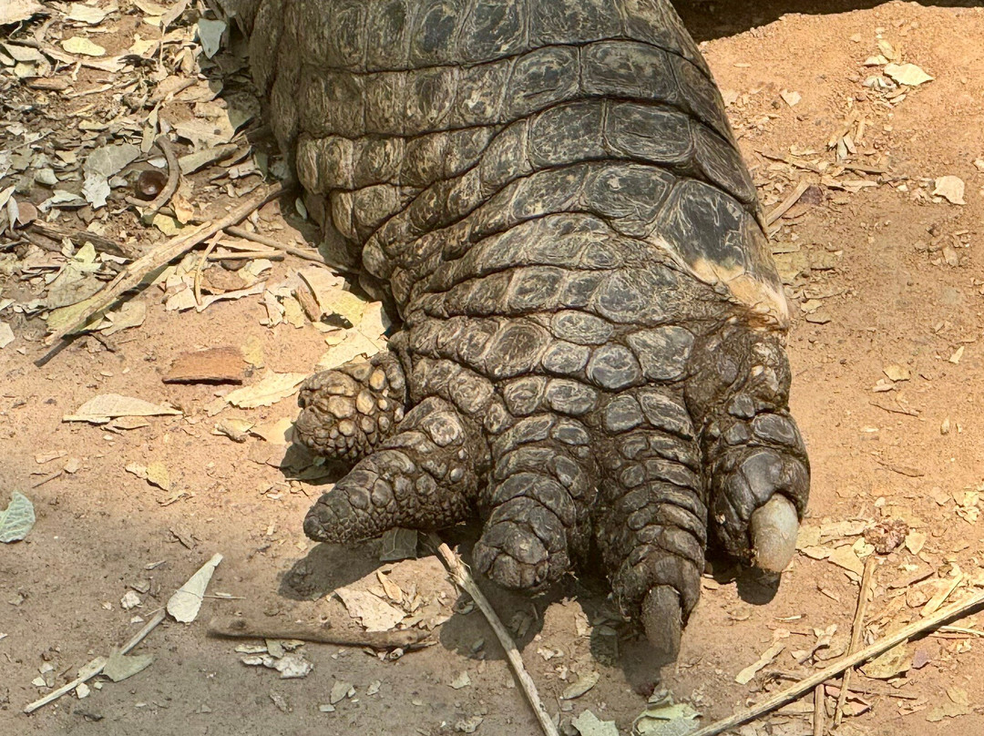 Livingstone Crocodile Park-李文斯顿必去景点