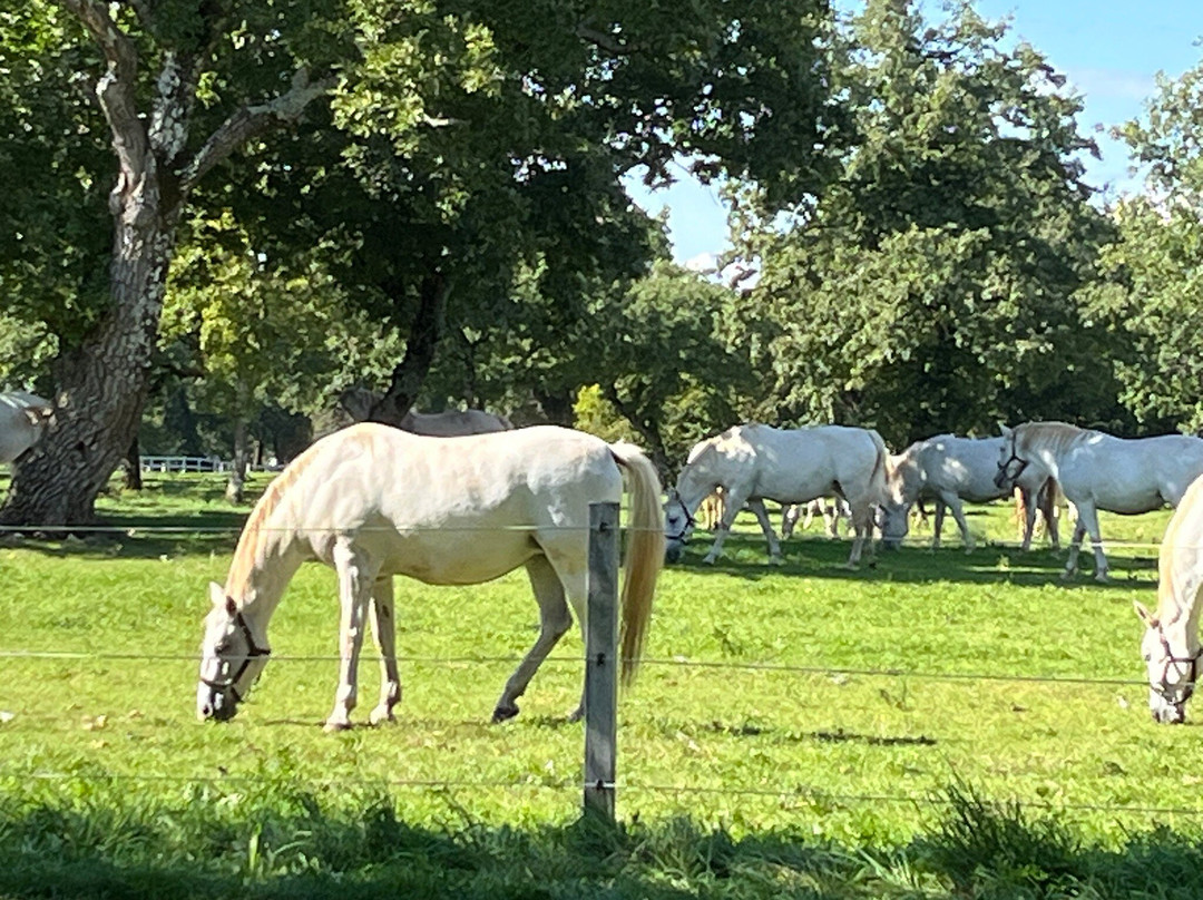 Lipica Stud Farm - Kobilarna Lipica-Lipica必去景点