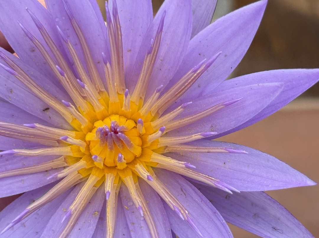 Northern Nature Safaris-Gulu必去景点