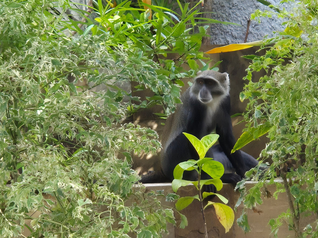 Ocean Village Club主图