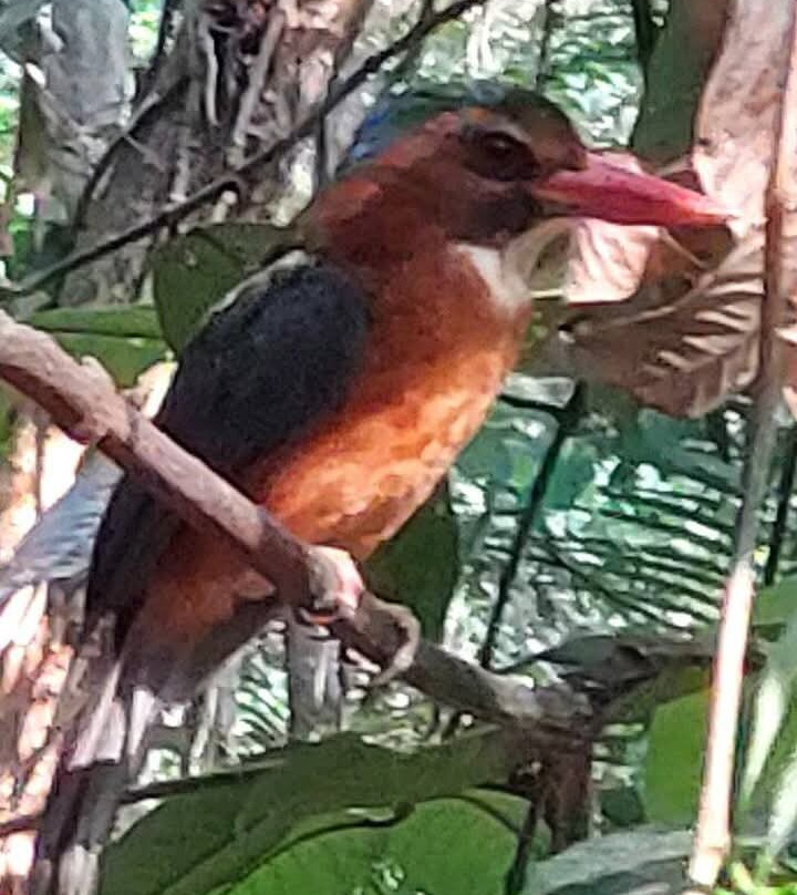 Tangkoko National Reserve-比通必去景点