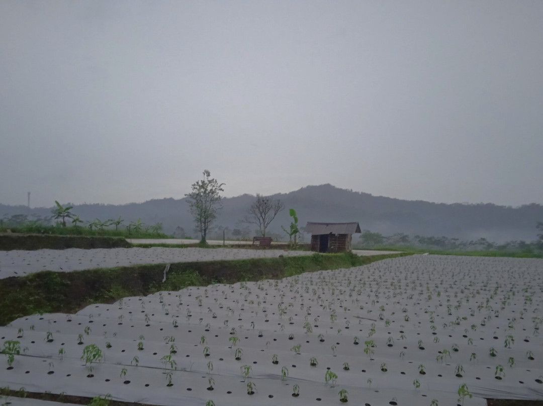 Zaini Transport-玛琅必去景点