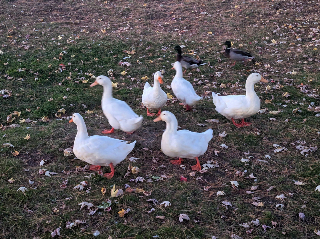 Hotel Cheribourg主图